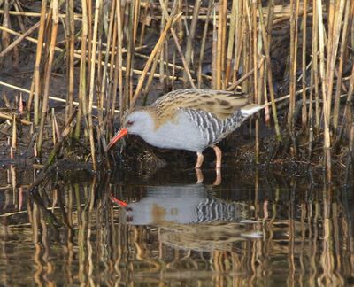 Waterral - Water Rail