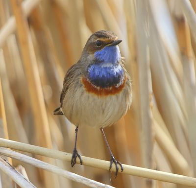 Blauwborst - Bluethroat