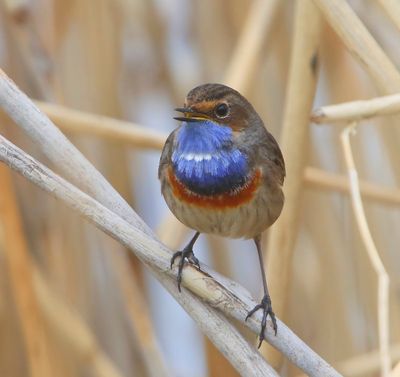 Blauwborst - Bluethroat