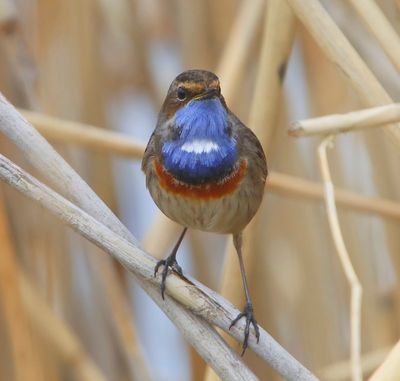 Blauwborst - Bluethroat