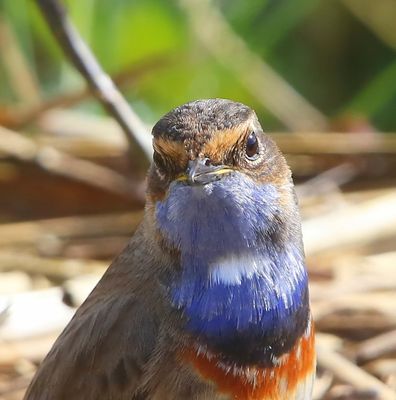 Blauwborst - Bluethroat