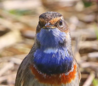 Blauwborst - Bluethroat