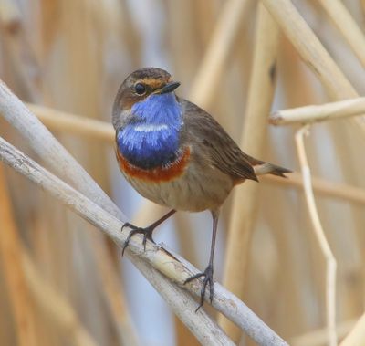 Blauwborst - Bluethroat