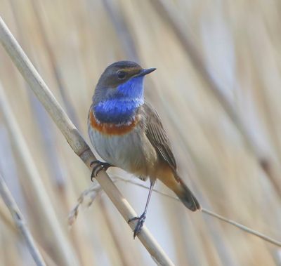 Blauwborst - Bluethroat