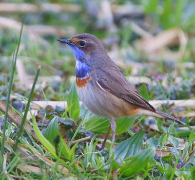 Blauwborst - Bluethroat