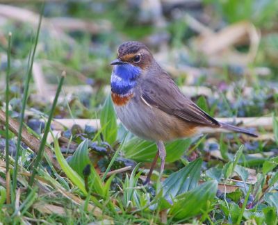Blauwborst - Bluethroat