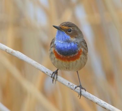Blauwborst - Bluethroat