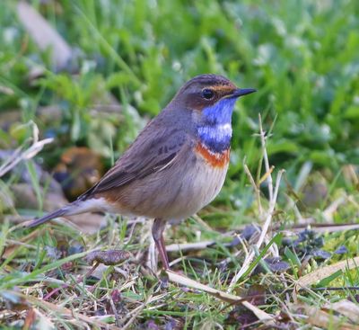 Blauwborst - Bluethroat
