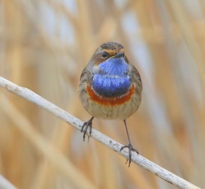 Blauwborst - Bluethroat