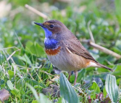 Blauwborst - Bluethroat