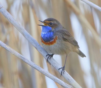 Blauwborst - Bluethroat