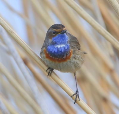 Blauwborst - Bluethroat