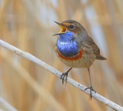 Blauwborst - Bluethroat