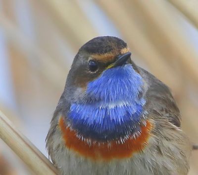 Blauwborst - Bluethroat