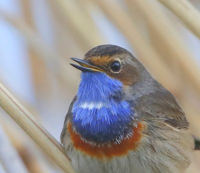 Blauwborst - Bluethroat