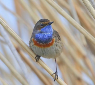 Blauwborst - Bluethroat