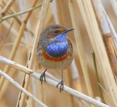 Blauwborst - Bluethroat