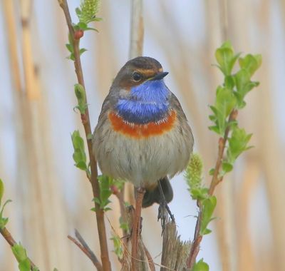 Blauwborst - Bluethroat