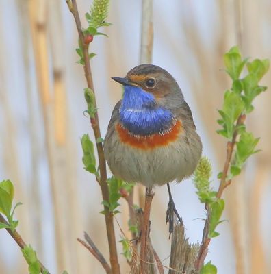 Blauwborst - Bluethroat