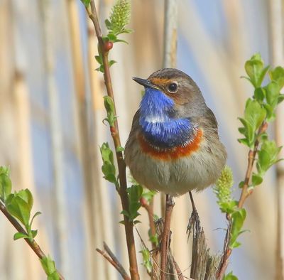 Blauwborst - Bluethroat