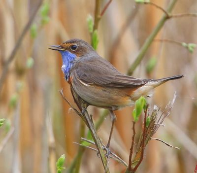 Blauwborst - Bluethroat