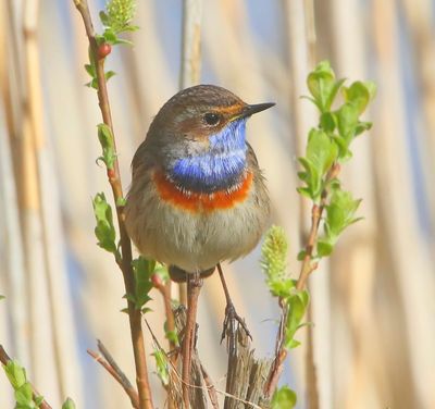 Blauwborst - Bluethroat