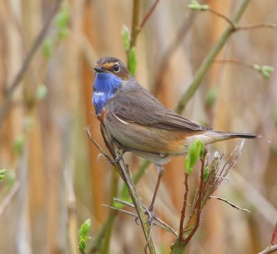 Blauwborst - Bluethroat