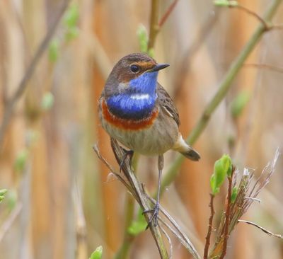 Blauwborst - Bluethroat