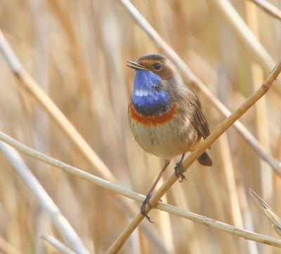 Blauwborst - Bluethroat