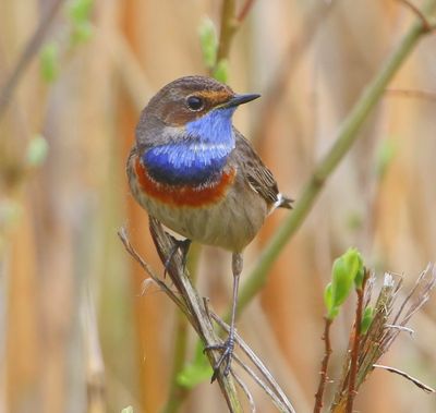 Blauwborst - Bluethroat