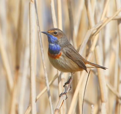 Blauwborst - Bluethroat