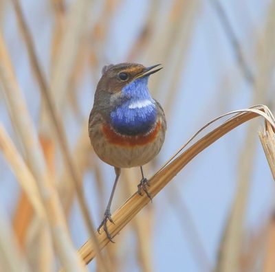 Blauwborst - Bluethroat