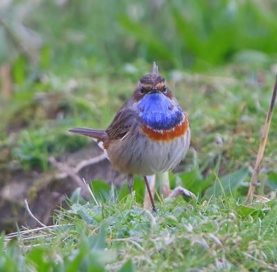 Blauwborst - Bluethroat