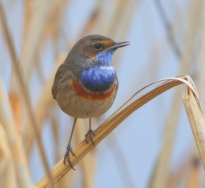 Blauwborst - Bluethroat