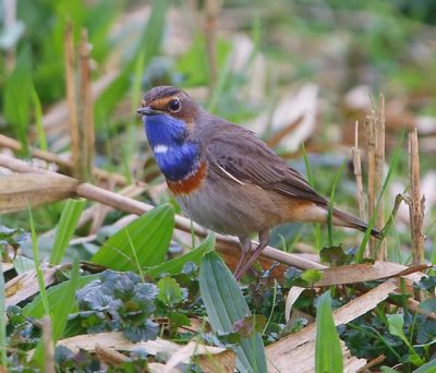 Blauwborst - Bluethroat