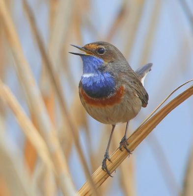 Blauwborst - Bluethroat