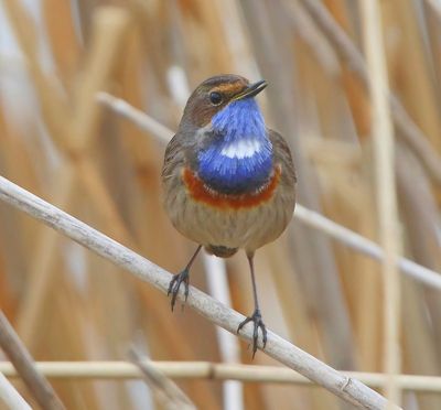 Blauwborst - Bluethroat