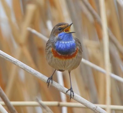 Blauwborst - Bluethroat