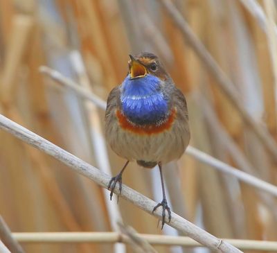Blauwborst - Bluethroat
