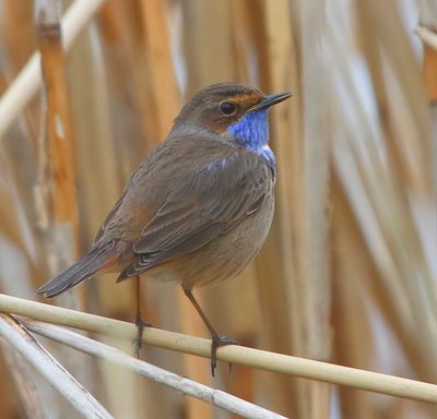 Blauwborst - Bluethroat