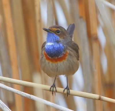 Blauwborst - Bluethroat