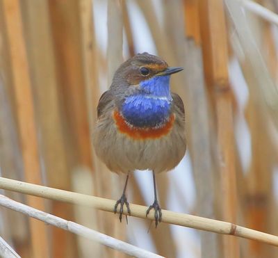 Blauwborst - Bluethroat