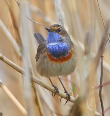 Blauwborst - Bluethroat