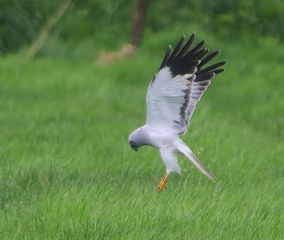 Blauwe Kiekendief - Hen Harrier