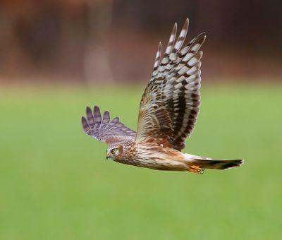 Blauwe Kiekendief - Hen Harrier