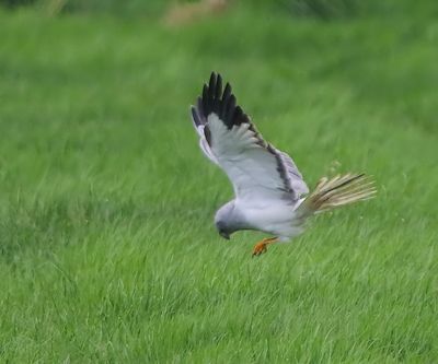 Blauwe Kiekendief - Hen Harrier