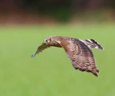 Blauwe Kiekendief - Hen Harrier