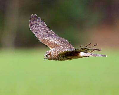 Blauwe Kiekendief - Hen Harrier