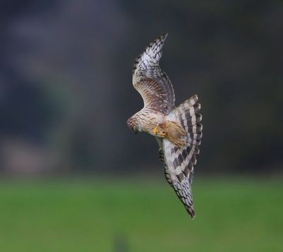 Blauwe Kiekendief - Hen Harrier