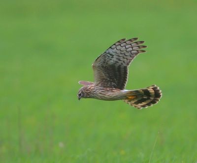 Blauwe Kiekendief - Hen Harrier